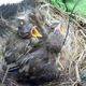 Illustration for article titled Fairy-wren chicks taught secret passwords to thwart dickish cuckoo birds